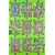 CONCEPTUM HYPNOSE Tepih (80x300) WOOKECE158