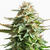 Amnesia Haze