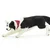 Safari Border Collie