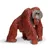 Safari Bornejski orangutan