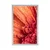 Plakat oranžna gerbera s kapljicami vode - 20x30 no frame