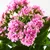 KALANCHOE Biljka u saksiji, kalanhoja odabrane boje, 6 cm
