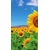 Fototapeta polje sončnic - 147x270