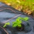 Springos Agrotekstil 0,8x50m AG0028