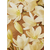 Full Magnolia Blossom Eau de Parfum 75 ML