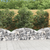 Gabionska košara s lukom 150x50x40/60 cm pocinčano željezo