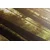 Slika gozd obsijan s soncem - 200x100