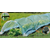 BESTENT Rastlinjak tunel 0,5x6m Garden