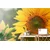 Fototapeta rumena sončnica - 245x165