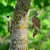 Aberto Design Dekorativna figura Bird On The Branch 10, 22x40 cm, 1.5 mm