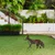 Aberto Design Dekorativna figura Fox -A 01, 48x50 cm, 1.5 mm