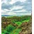 Fototapeta Narodni park Thingvellir - 245x270