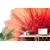 Fototapeta gerbera z vodnimi kapljicami - 245x165