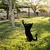 Aberto Design Dekorativna figura Cat 01, 49x24 cm, 1.5 mm