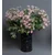 Lilium buket meksicka trava 530584