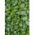 Lessentiel Maison Set prostirki za kupatilo CT-5309, 2 Komada, Zelena