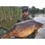 Dip za privabljanje krapov Carp Food Attract 100ml Zrela murva