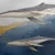 Slika par kitov v modrem oceanu - 30x30
