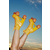 Kotalke Impala Sparkle Orange High Heel Rollerskates x Marawa