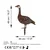 Aberto Design Dekorativna figura Goose -A 01, 64x44 cm, 1.5 mm