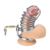 Kavez za penis – Love Toy Metal Chastity