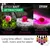 ZFISH Dip Bait Attractant 60ml Mango-Cherry