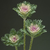 Flora Ekspres Seme cveća, Ukrasni kupus Kraljevo pero-Brassica oleracea crane feather king