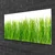 tulup.si Slika na steklu Grass nature rastlin 120x60 cm 2 obešalnika