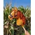 BB Hobby Horse Srednji Premium Pal Horse Rdeč kostanj A4