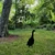 Aberto Design Dekorativna figura Goose 04, 65x26 cm, 1.5 mm