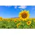 Fototapeta polje sončnic - 196x270