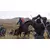 PS4 Mount & Blade 2: Bannerlord