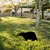 Aberto Design Dekorativna figura Badger 01, 32x45 cm, 1.5 mm