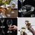 KADAX Komplet elegantnih kozarcev za belo vino, 6 kosov, 245 ml