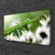 tulup.si Slika na platnu Grass nature dew drops 100x50 cm