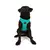 Paws & Whiskers Am za pse Air-Mesh, Tirkizni