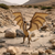 13989 - Harry Potter - Hungarian Horntail