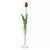 33 Enojni gumirani tulipan rdeč CV07588-10