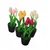 Lilium dekorativne lale u saksiji natural 24cm DHE13569