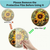 Hvatač sunca - Sunflower/Tip4 KP31531