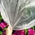 Springos Agrotekstil 1,1x50m AG0006