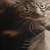 Slika počivajoča mačka na klavirju - 20x20