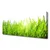 tulup.si Slika na platnu Grass nature rastlin 120x60 cm