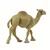Safari Dromedar