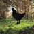 Aberto Design Dekorativna figura Chicken 01, 64x42 cm, 1.5 mm