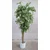 Lilium zeleno sitnolisno stablo 140cm 875631