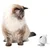 Kamera Catit Pixi Smart mouse
