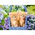 Castorland Puzzle Ginger Kittens 70 kosov