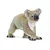 Safari Koala