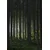 Venture Design Poster Woods 70x100 cm Zelena